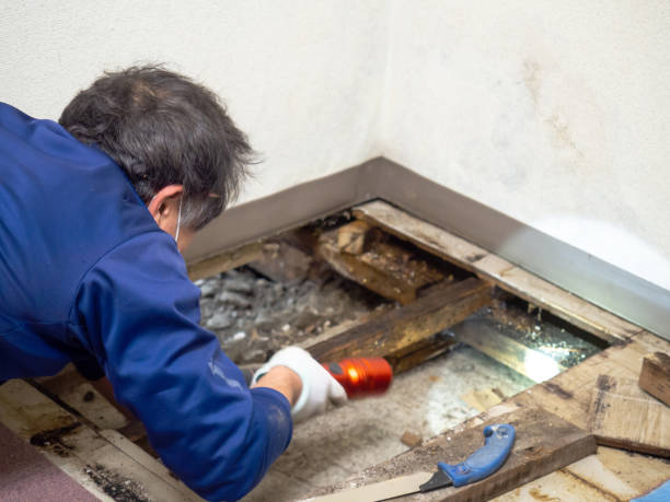 Best Best Mold Removal Companies  in Mount Carmel, OH