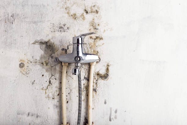 Reliable Mount Carmel, OH Mold Removal Solutions