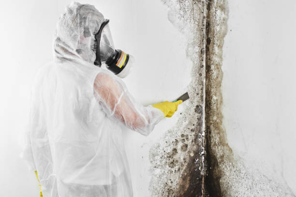 Attic Mold Removal in Mount Carmel, OH