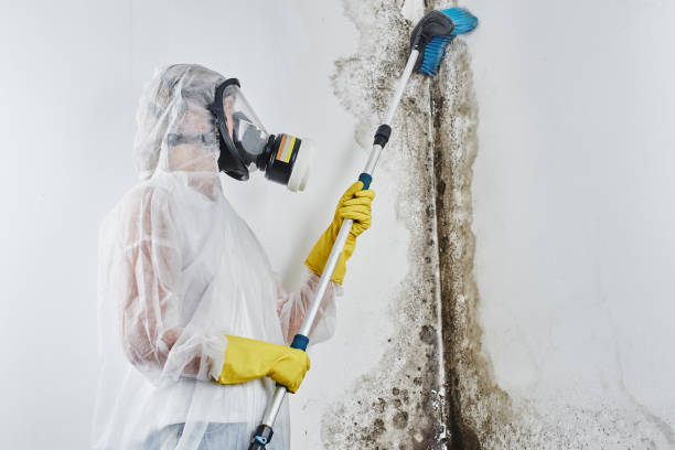 Best Emergency Mold Removal  in Mount Carmel, OH