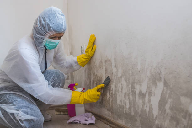 Best Professional Mold Removal  in Mount Carmel, OH