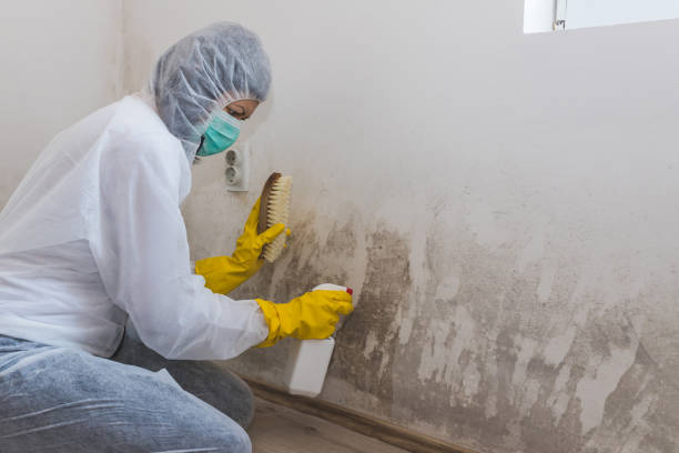 Best Mold Damage Repair  in Mount Carmel, OH