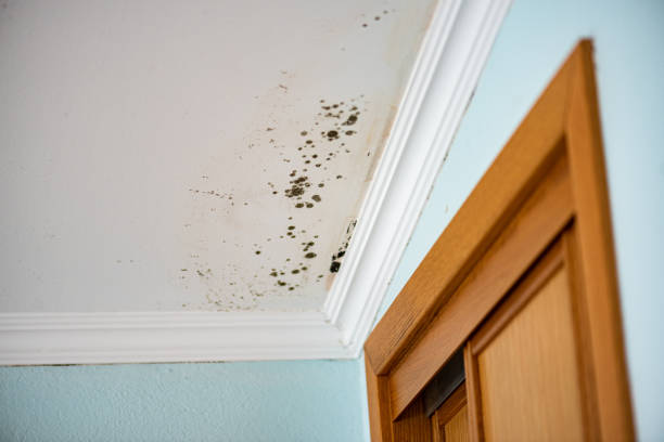 Best Mold Testing  in Mount Carmel, OH