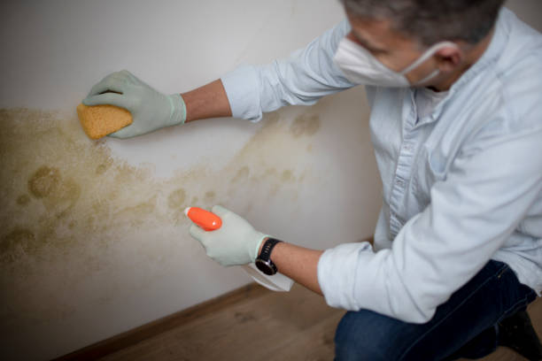 Best Mold Damage Repair  in Mount Carmel, OH