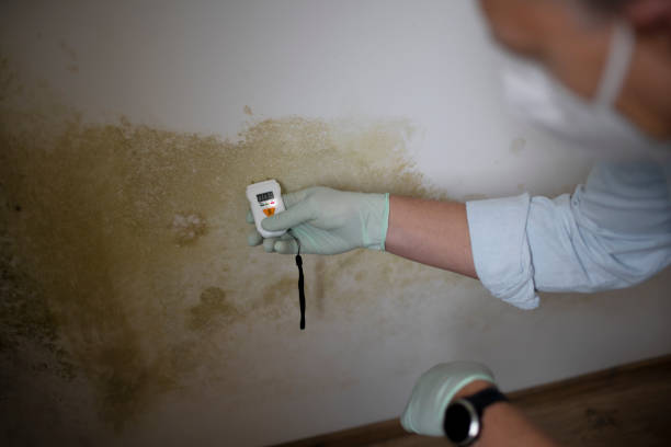 Crawl Space Mold Removal in Mount Carmel, OH