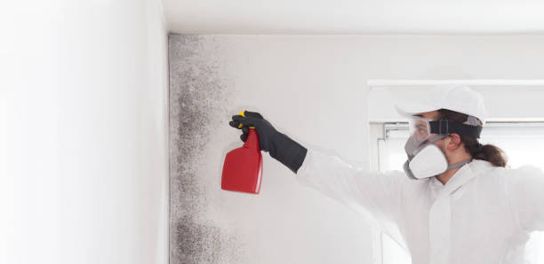 Best Commercial Mold Removal  in Mount Carmel, OH