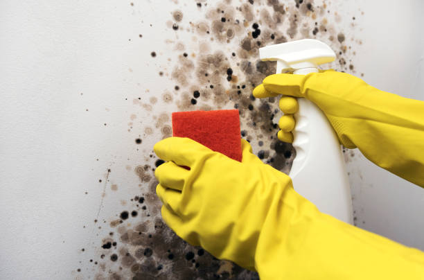 Best Office Mold Removal Services  in Mount Carmel, OH