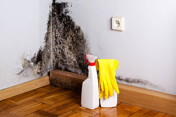 Best Affordable Mold Removal  in Mount Carmel, OH