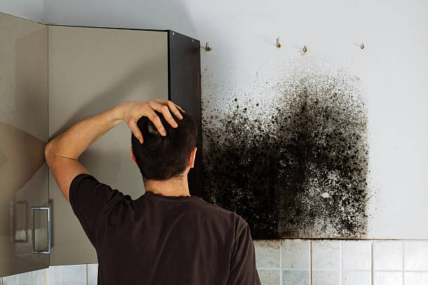 Office Mold Removal Services in Mount Carmel, OH