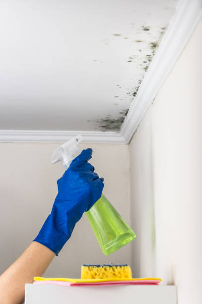 Best Fast Mold Removal  in Mount Carmel, OH